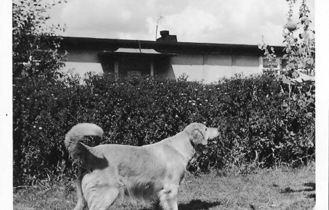 Judy the Clare family's golden retriever outside the prefab