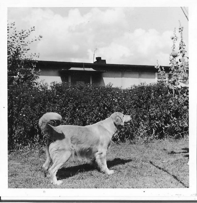 Judy the Clare family's golden retriever outside the prefab | Hearn,Jane