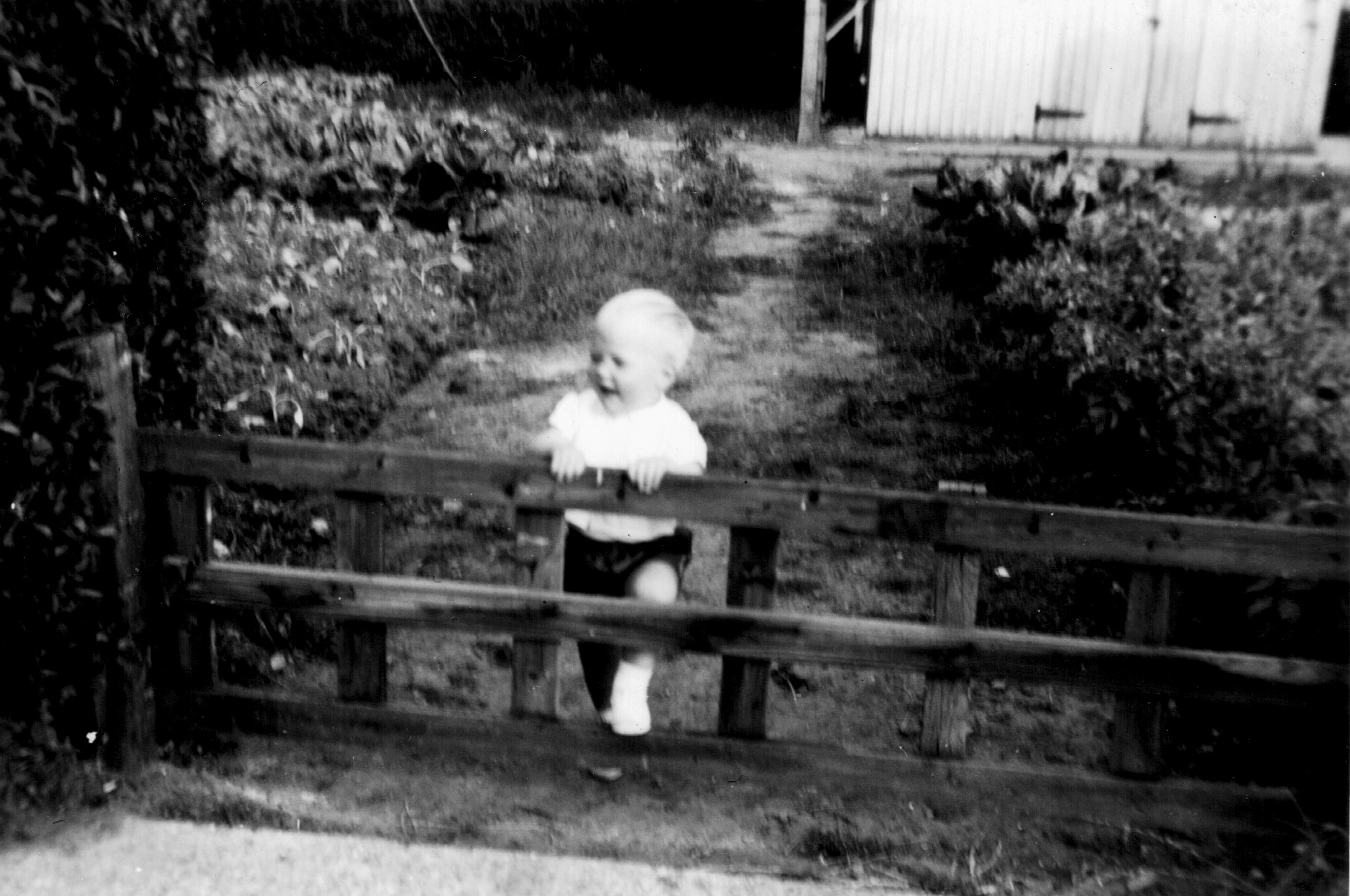 Garry Slater in vegetable patch, Marston Moretaine