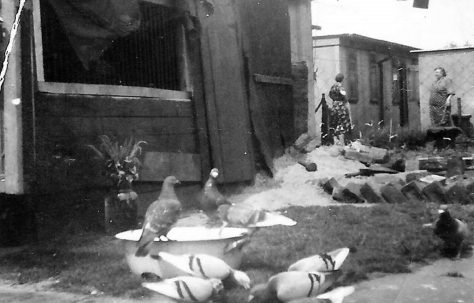 Two women in the back garden of a prefab, pigeons in the foregrounds. Stewart Street, London E14