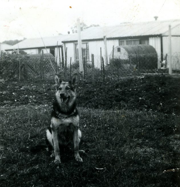 Jess the dog. Sixth Street, Pollards Hill