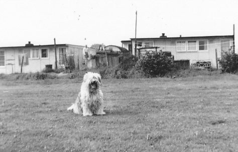 Lassie in the field, Houseland Road, Mottingham, SE9