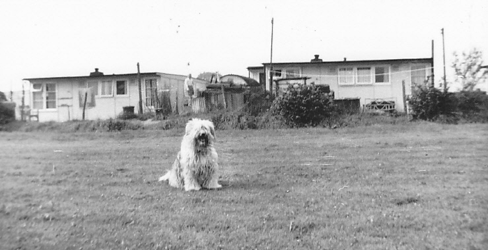 Lassie in the field, Houseland Road, Mottingham, SE9